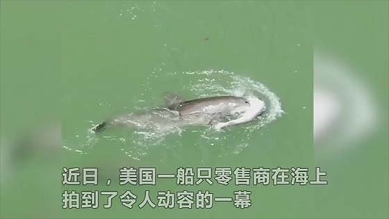The mother of the dolphin lost her son, and swam through the channel with her body.