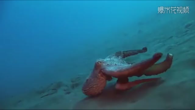 Have you ever seen an octopus swimming? The next scene is so surprising. It's very fast.