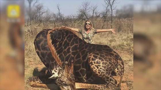 American female hunter shoots a rare black giraffe: peeling and eating meat is delicious.