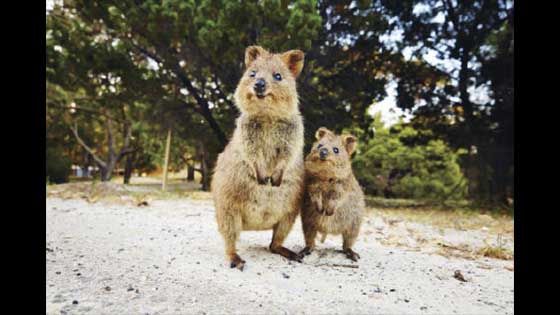The happiest animal in the world: Setonix brachyurus is one of the smallest kangaroos with a body height of less than 60 cm.