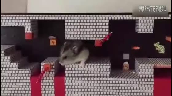 The owner really knows how to play, so does the Super Mary Hamster.