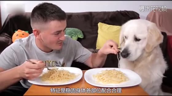 Jinmao and his host eat noodles. Look at the grievance on his face. How many meals do you owe him?