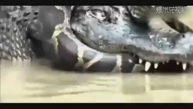 The crocodile bit the python's head in one bite. Who knows that the python almost strangled the crocodile to death?