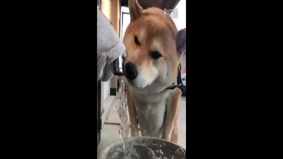 After drinking the water, it's so satisfying and cute that I really want to embrace it.
