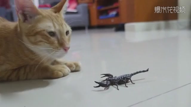 Orange Cat VS Scorpion, guess who can win?