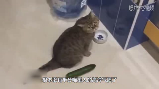 Why are cats afraid of cucumbers? After reading it, I really love the cat.