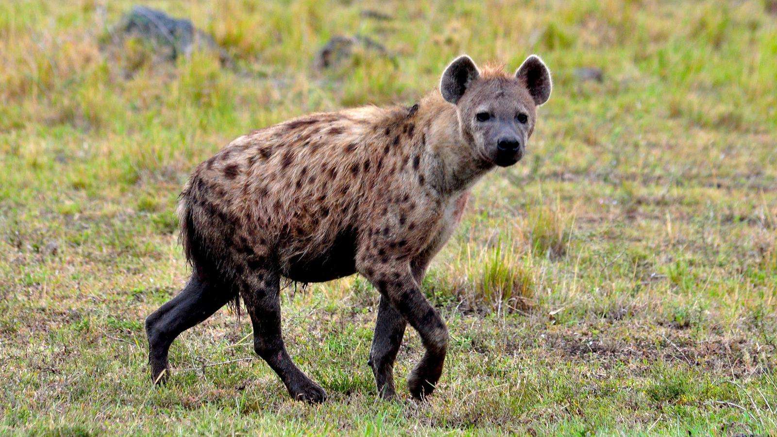 A pregnant hyena was pulled out by his brother, but it had no resistance. It was high-powered all the way.