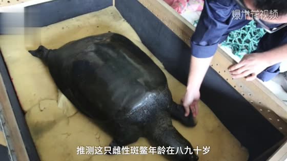 It's a pity that the only female turtle in China died after artificial insemination.