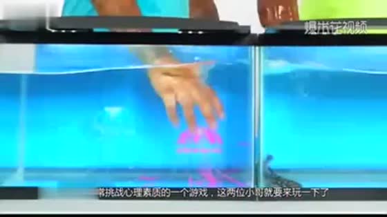 Foreigners play the game of unknown aquarium and put in all kinds of strange creatures, netizens. They are brave enough.