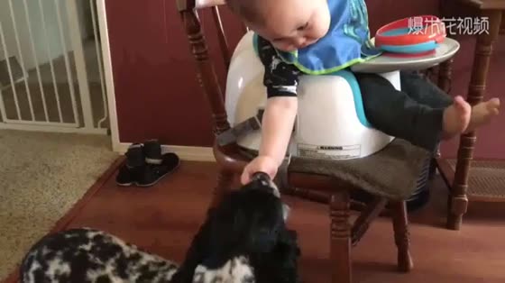 Love, baby and dog get along well, and the result is too funny.