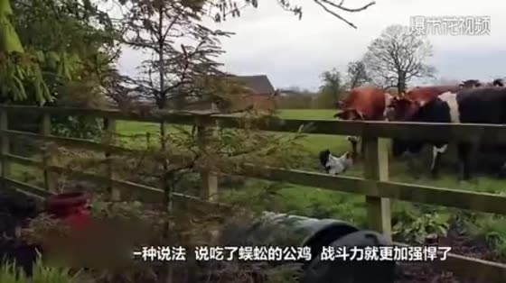 Cocks are mistakenly attacked by peacocks. Please stop laughing the next second.