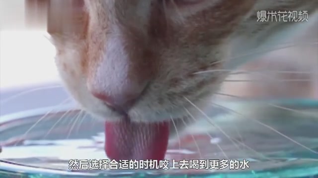 What's the use of a cat's tongue?