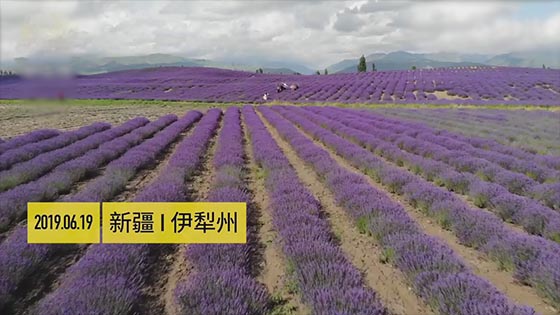 Xinjiang Lavender Festival, Huocheng became the best location for Xinjiang Lavender.
