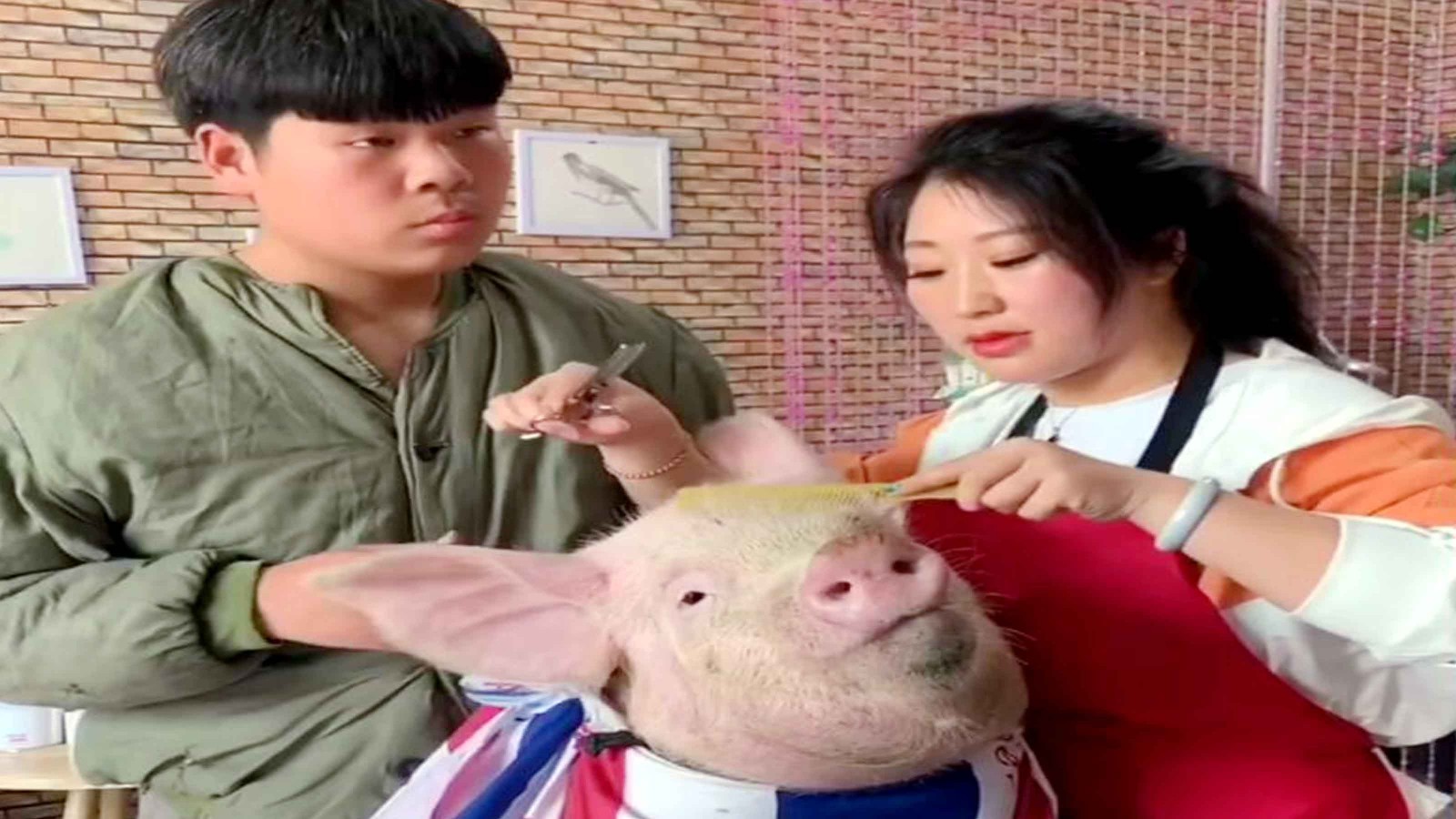 After 90 kids ride pig video network popular, thanks for pigs to take it to beauty.
