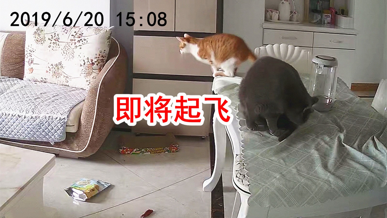 In order to prevent the cat from demolishing the house, the owner installed the monitor and saw the video pictures laughing goose barking.
