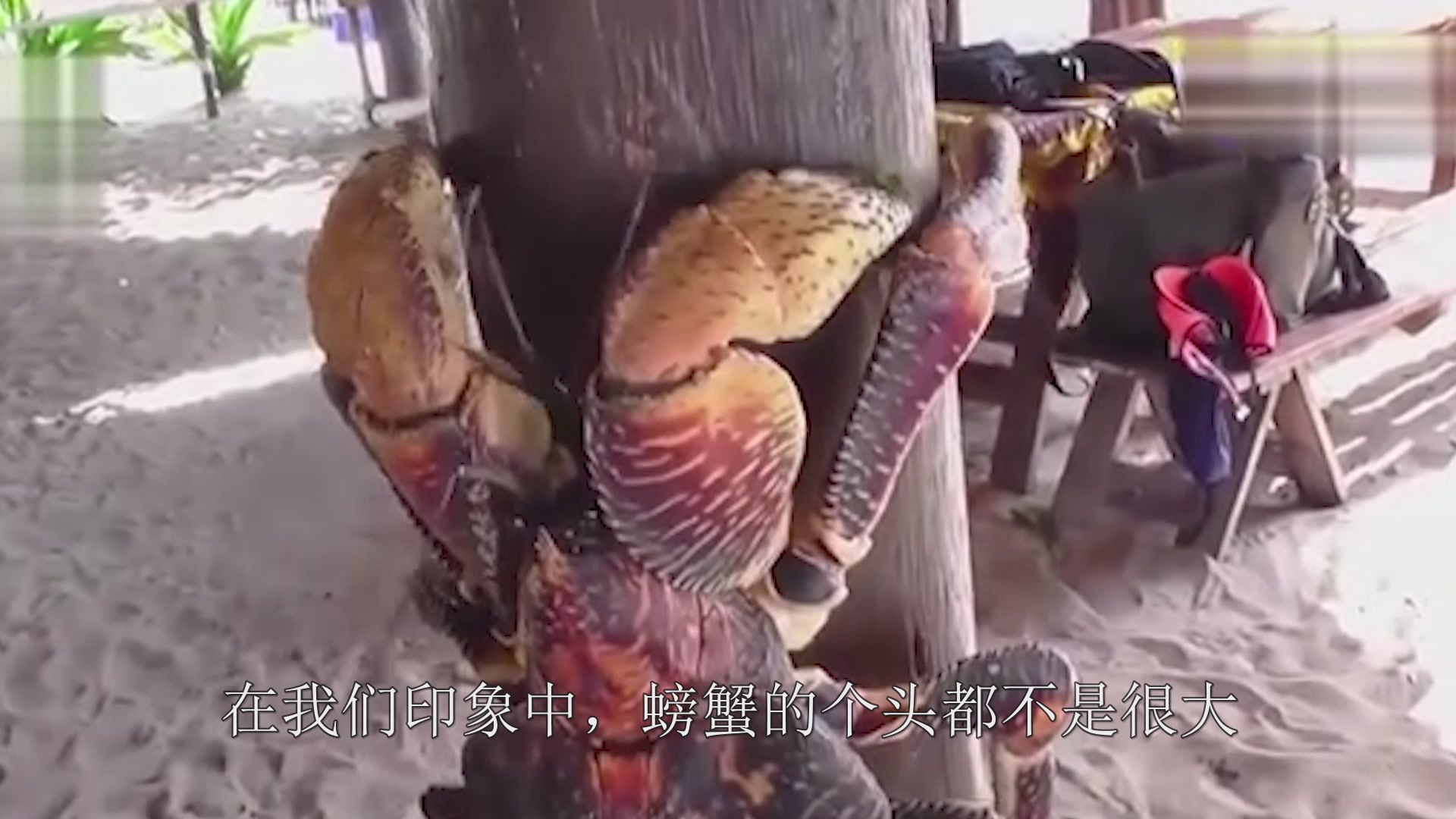 The smartest crab in the world, like to eat coconut meat
