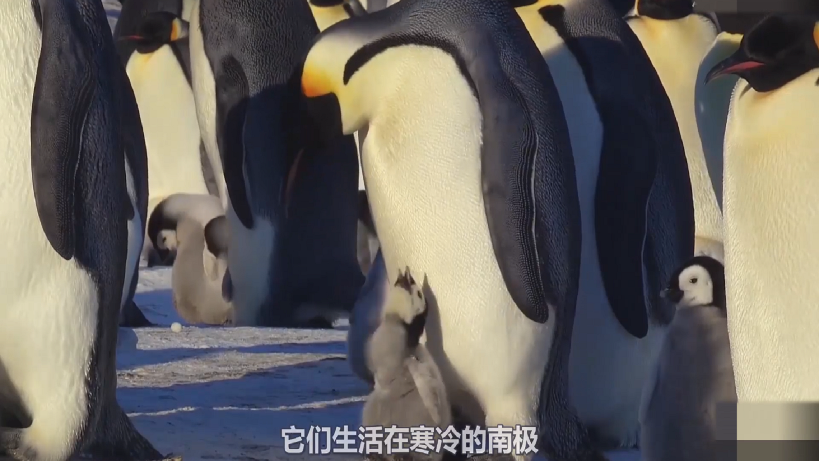 The baby penguin wants to get warm in the pouch, but he is not careful. An embarrassing scene appears.