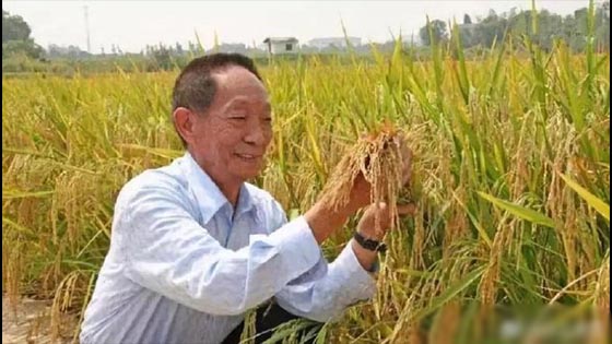 China's hybrid rice has a record high in Africa! Netizen: This is the hot search.