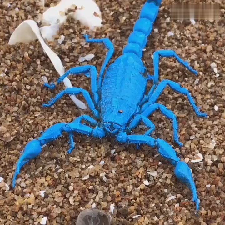 I thought it was a fake scorpion until the moment it moved.