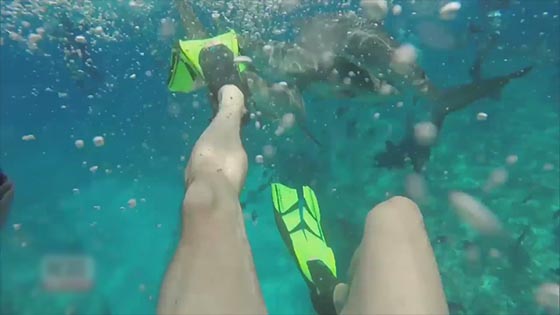 Shark attacks Bahamas: Trio of sharks attacks California college student snorkeling in the Bahamas.