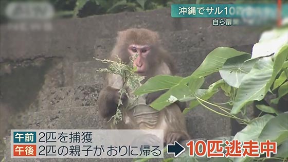 Hundreds of people searched! At the Okinawa Zoo, 14 monkeys took the key and opened the door to escape.