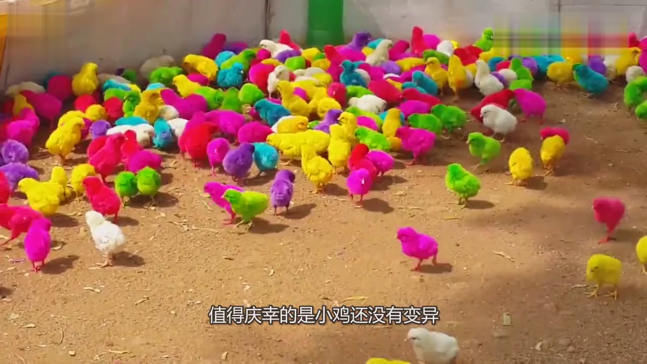 How did the market colorful chickens come from? It hurts to see it.