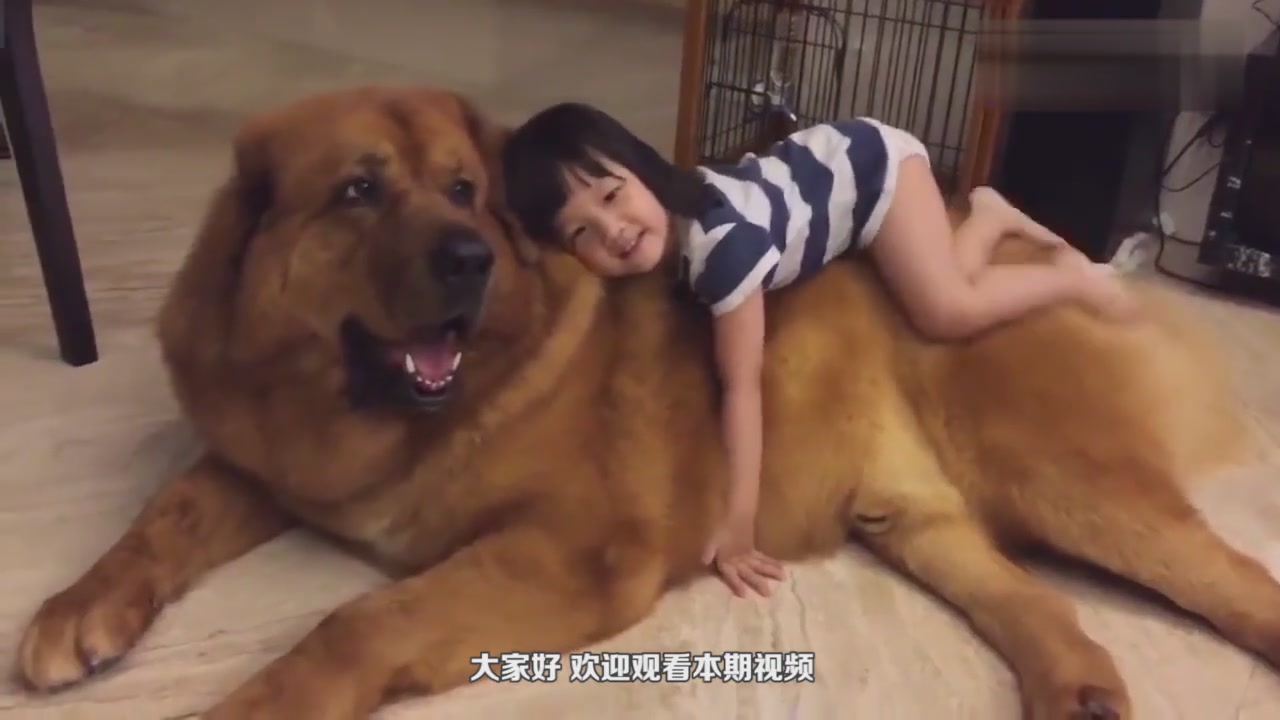What a big Tibetan mastiff,it Looks frightening,the little girl is too brave.