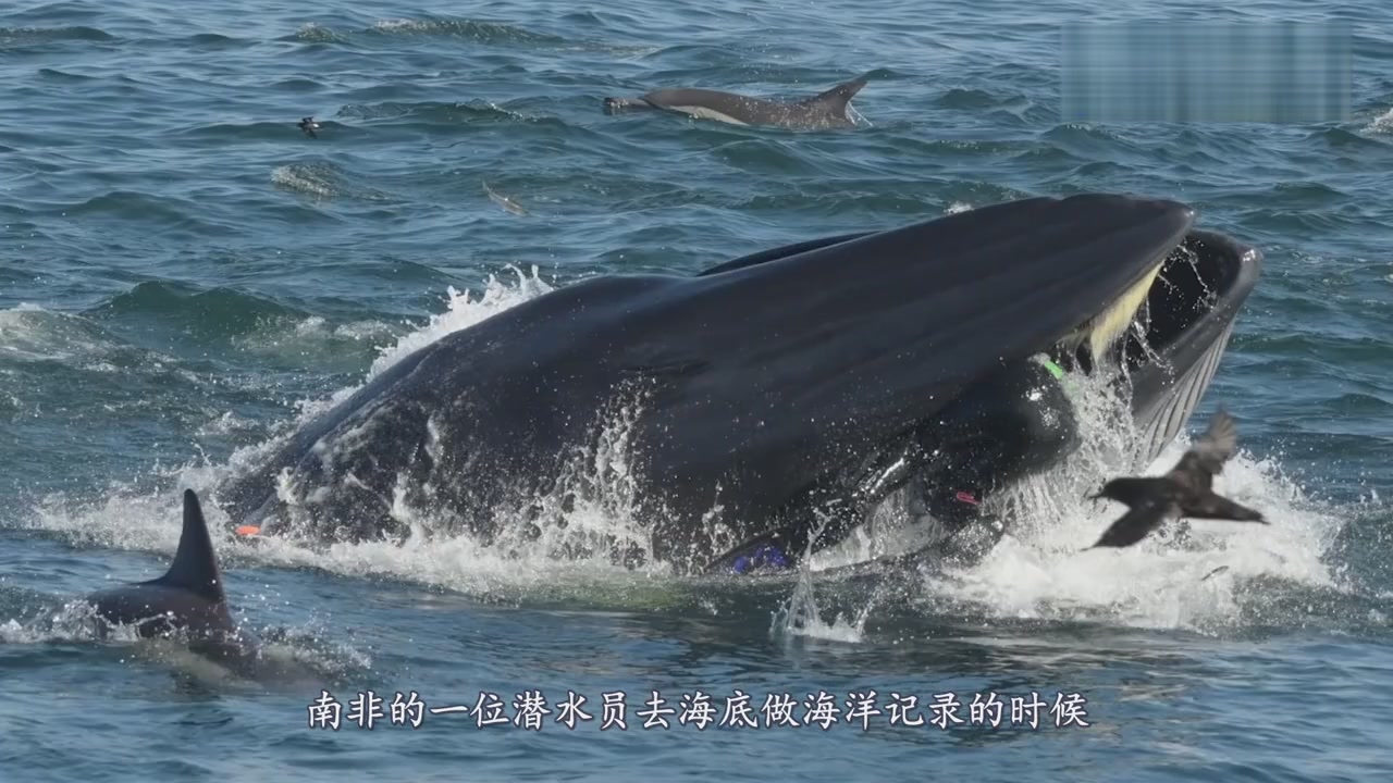 A diver was swallowed by a whale, and the camera recorded the whole process.