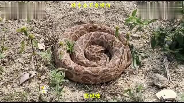 Take you to know ten poisonous snakes in China. See comments for details.