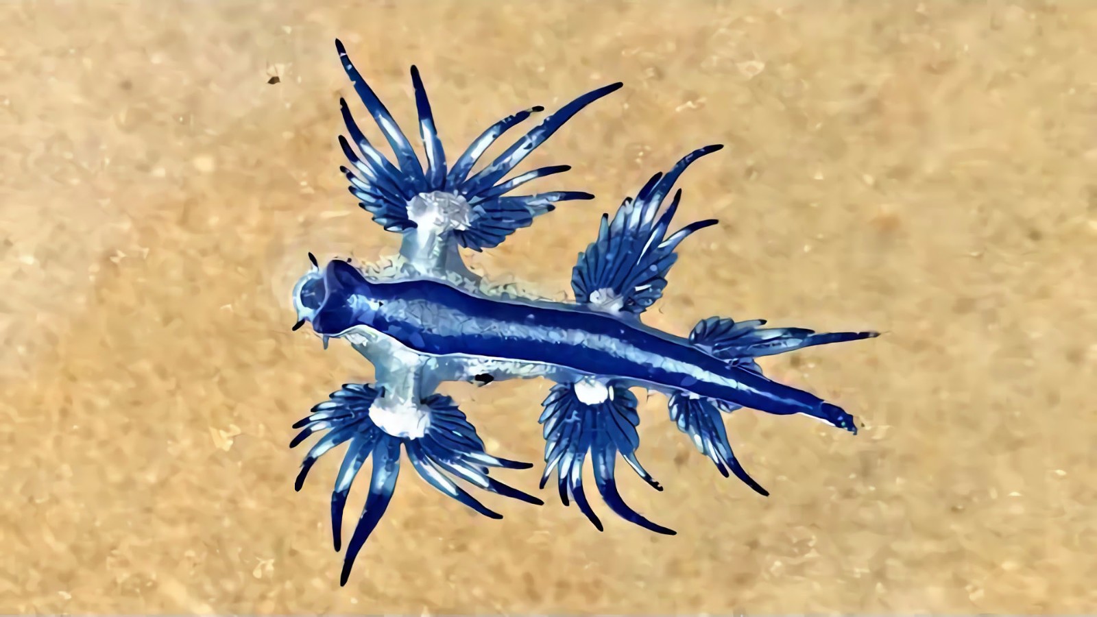 Blue Dragon Hermaphrodite, Ocean Snack, or Master of Camouflage