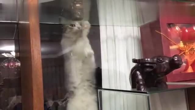 How to teach cats to clean the glass? Finally, a half-enchanting video is attached.~