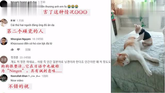 Koreans upload tremolo funny video commentary translation: Why are dogs always funny?