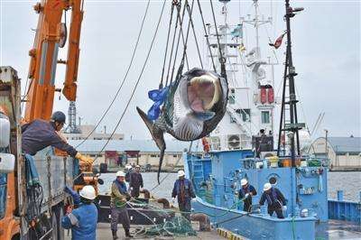 Thirty-one years later, Japan resumed commercial whaling.