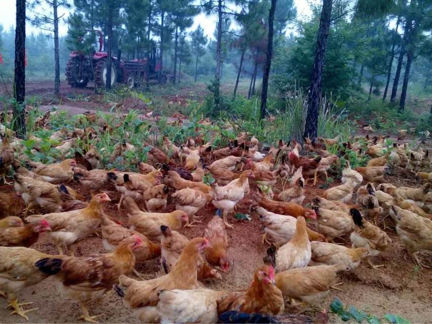 Heat wave attack! The temperature in France is as high as 50 degrees, and 300 hens on farms are dying of 250 heat