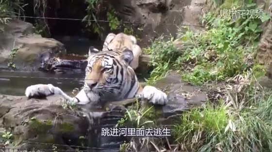 Xiao Laofu, my mother is a tiger. She doesn't take me to a bath.