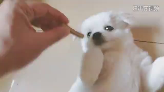 Give the puppy a toothbrush and see how it reacts.