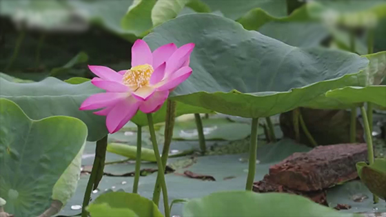 Ancient lotus in Old Summer Palace sleep for a hundred years of, resurrection blossom.