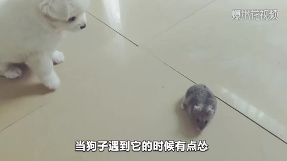 Video shows you what happens when dogs and hamsters are put together
