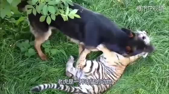 Tigers and dogs become friends? When they were playing together, the scene was a little tense.