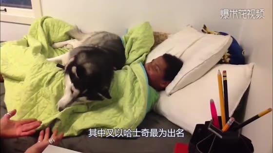 Mother asks her children to get up and go to school. Husky, a loyal dog, just refuses to let them go. I'm afraid you don't want to get out of bed by yourself.