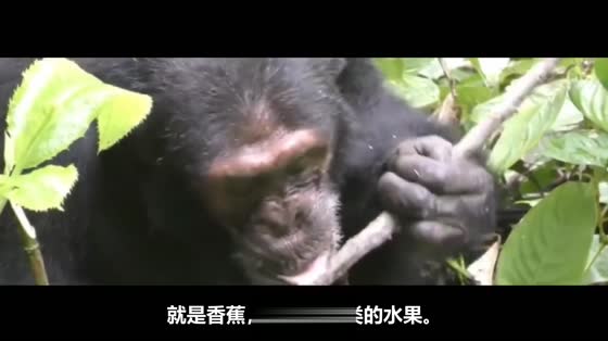 Why do chimpanzees eat from the brain when they catch a small monkey?