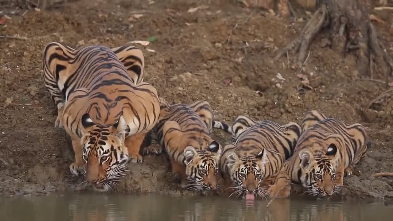 Video Video: Meeting four tigers drinking water