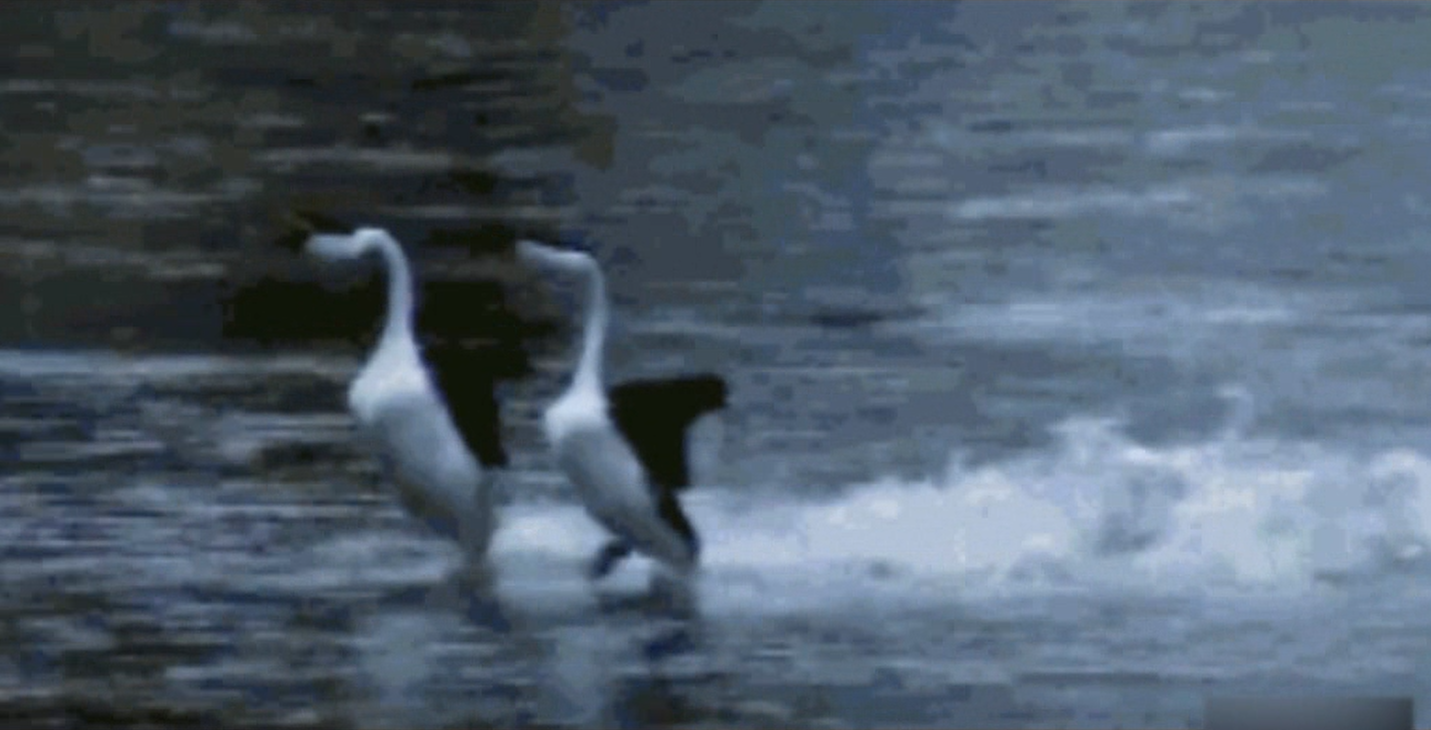 Super Funny Video Gallery, Have you ever seen animals swimming on water?