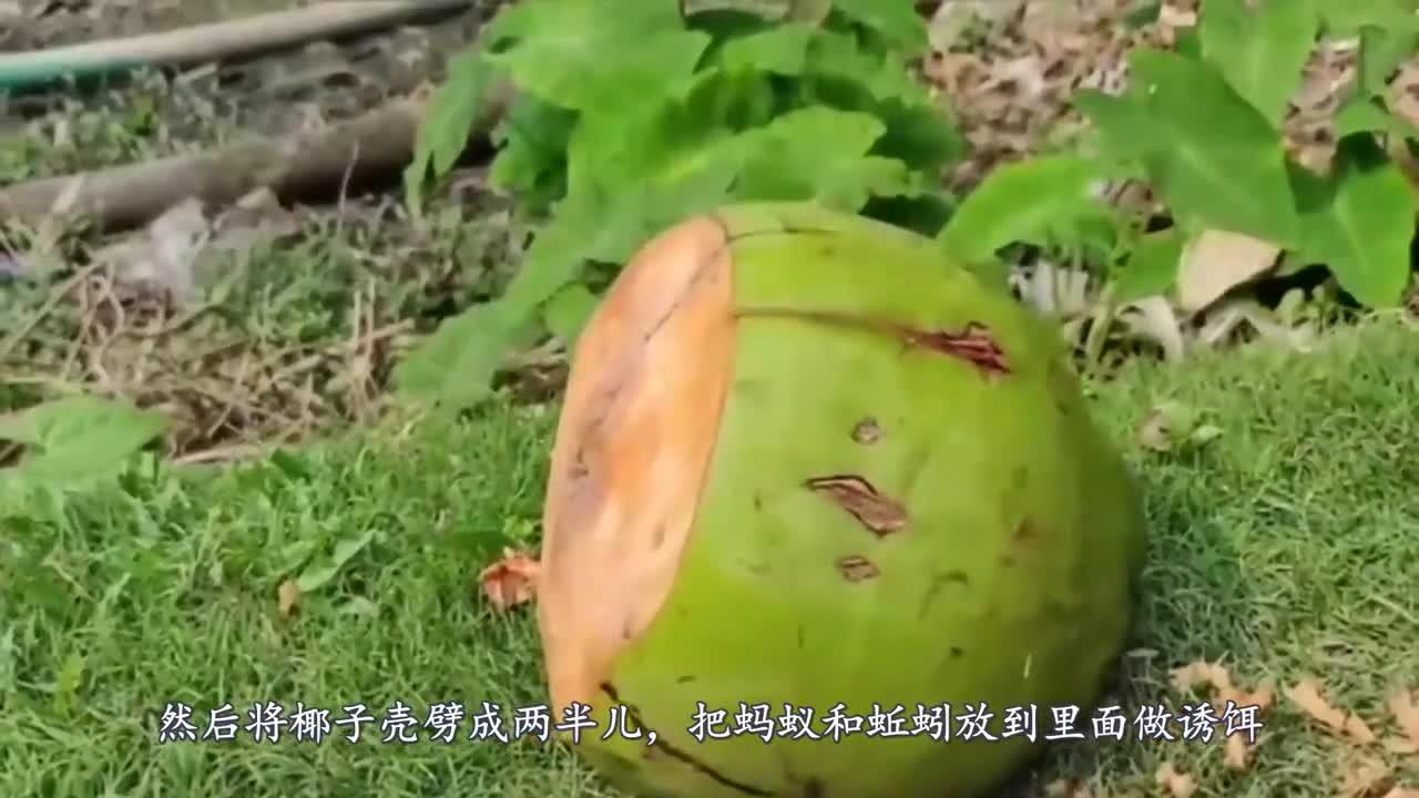 Men use coconut shell as a trap. After watching the video, netizens: What a master!