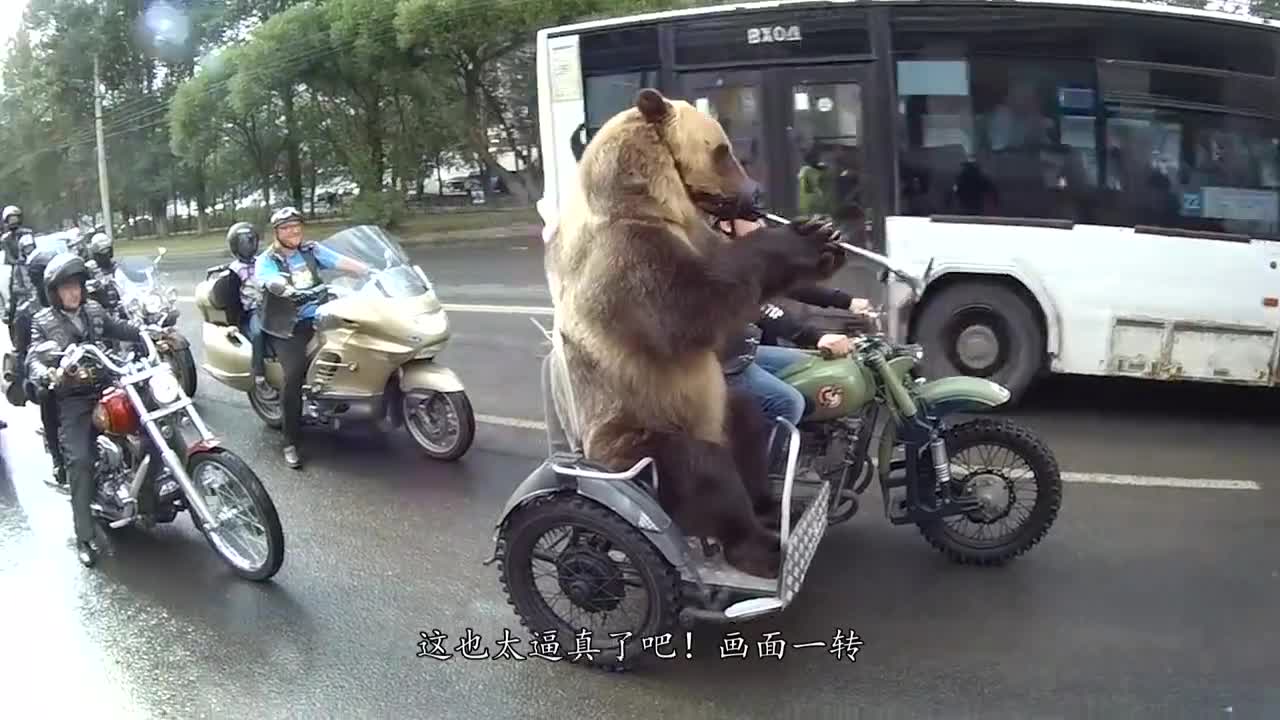 When a brown bear happened to ride a bike on the highway and did this, the beautiful woman could not believe her eyes.