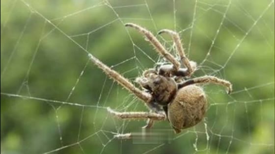How does the first thread get to the other side when a spider knits its its web?