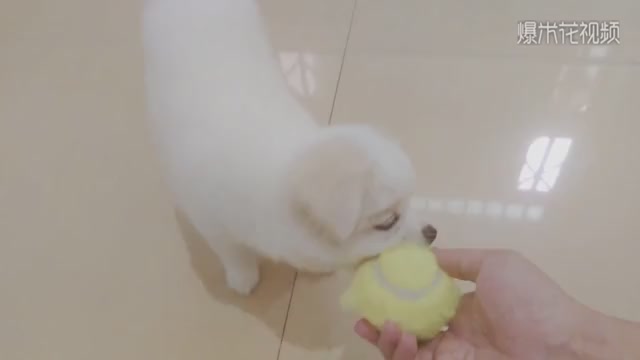 The puppy is so small, picking up things and playing so slippery, and finally playing tired.