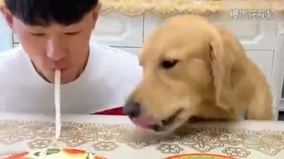 Golden hair snatches food from its owner. It's just a hungry dog.