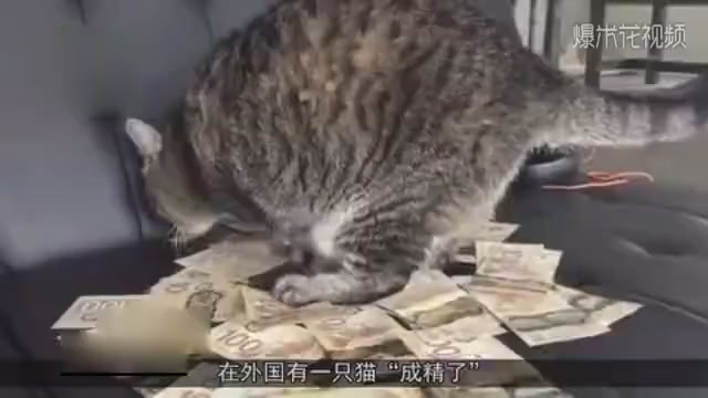 The owner picked up a stray cat to watch the door and gave birth to a pile of money every day. Employees stumbled upon the real face of the cat.