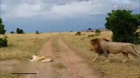 A lion in Kenya snarls at the back of a sleeping lioness